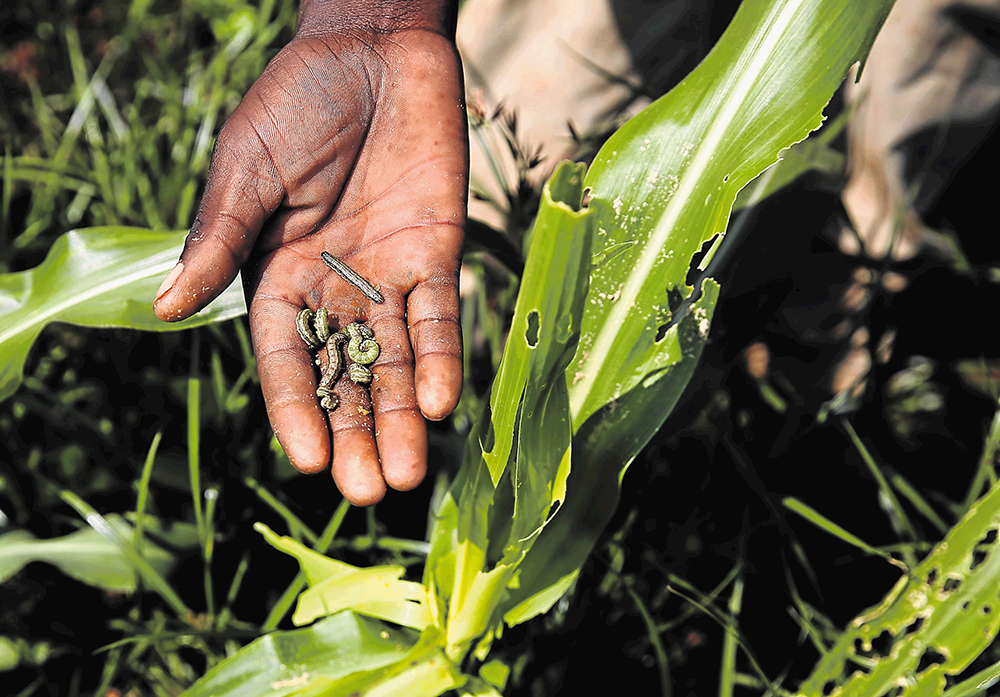 Government fighting to control spread of armyworms