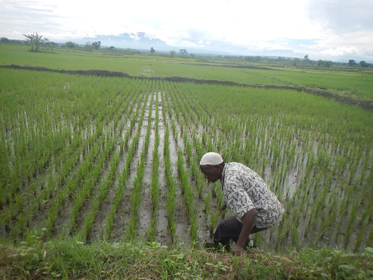 Experts warn of environmental catastrophe in rice growing districts ...