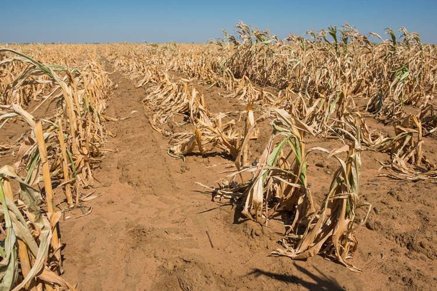 Dry climate. Засуха урожай. Засуха в сельском хозяйстве. Снижение урожая. Гибель урожая.