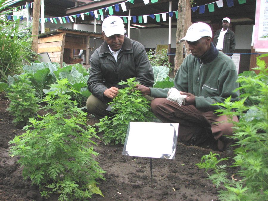 File photo shows an agricultural technician (L) teaching a farmer how to plant Artemisia Absinthium at the Nane Nane Festival in Arusha, Tanzania. Artemisia Absinthium is the raw material of Artemisinin, which is the key element in anti-malarial drugs. (Xinhua/Yi Gaochao)