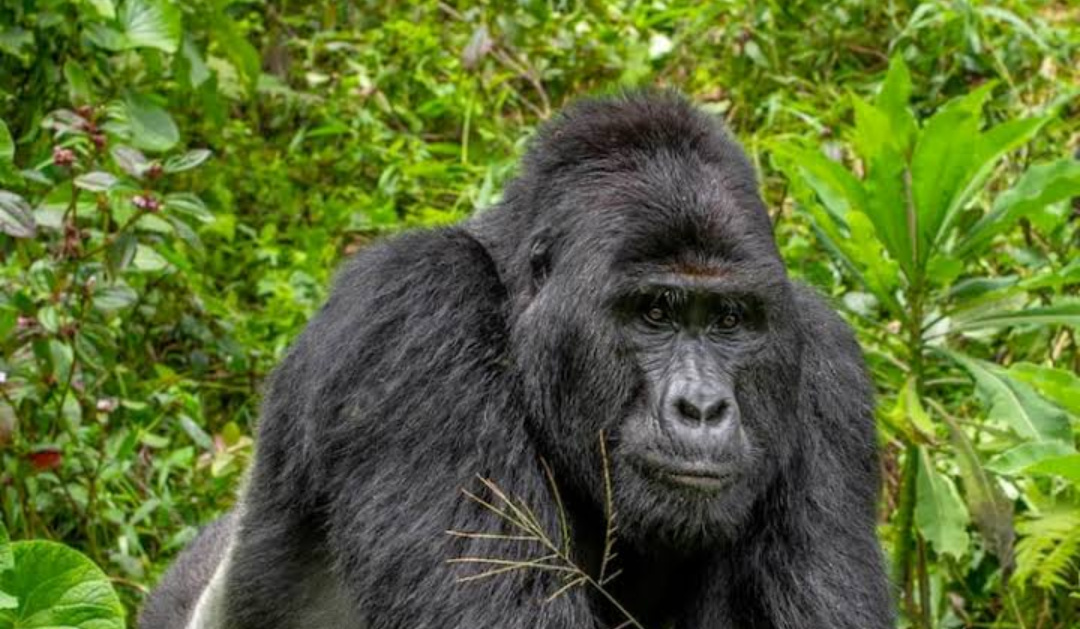 Man Sentenced To 11 Years In Prison For Killing Popular Gorilla Rafiki ...