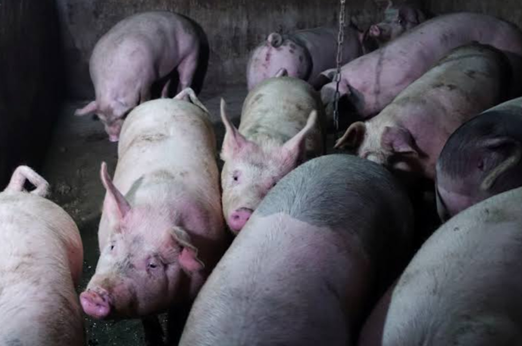 At least 500 pigs killed by African swine fever in Tanzania - PML Daily