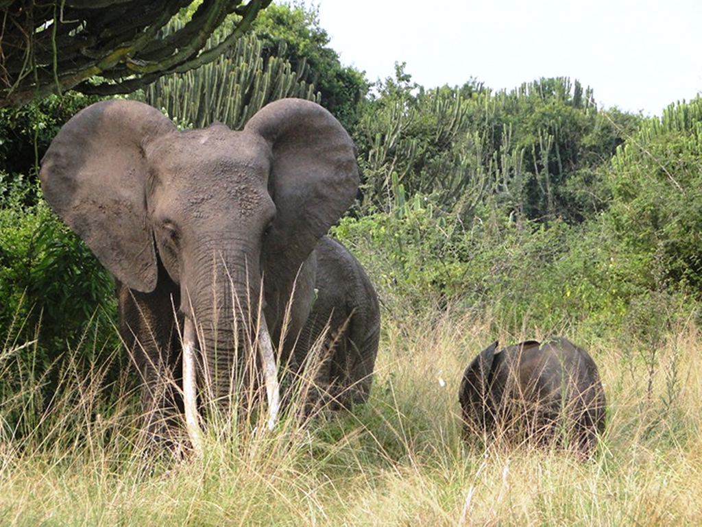 An elephant feeds with the young one in Queen Elizabeth National Park recently. Photo by Felix Basiime