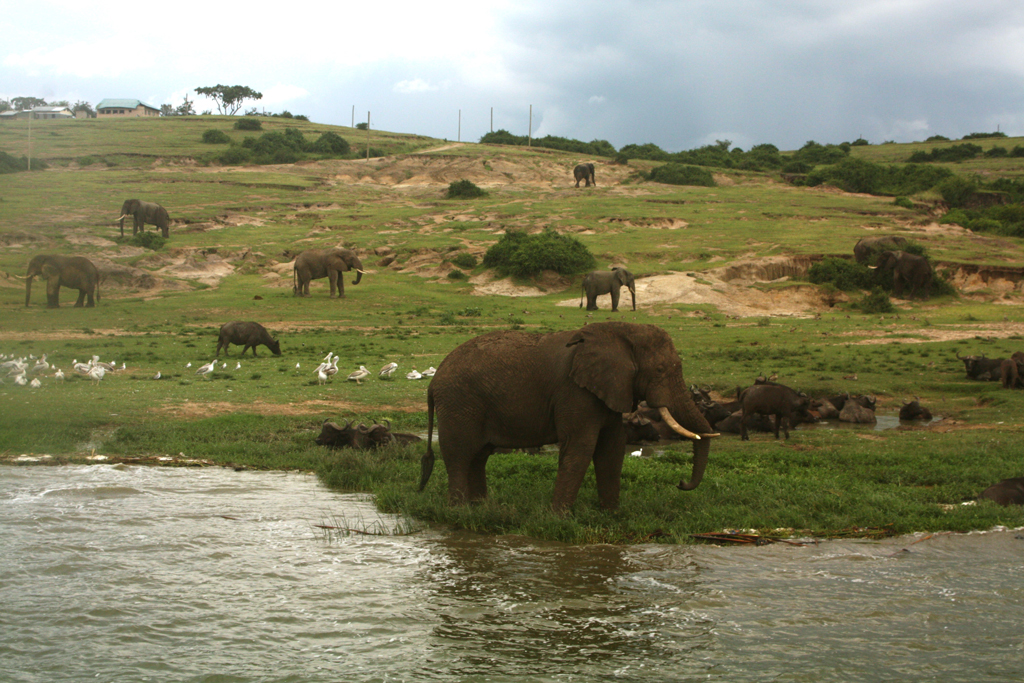 Elephants enjoy a quench themselves on Kazinga channel in Queen Elizabeth National Park in 2020. Photo by Felix Basiime 