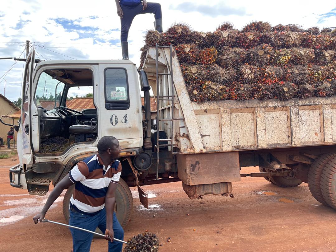 The price of oil palm fresh fruit bunches has significantly increased from Shs465 in September 2019, an increment of 143%. 