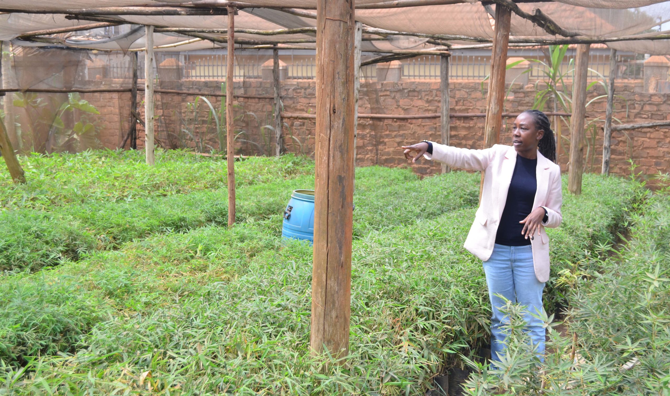 Divine Nabaweesi, the founder and CEO of Divine Bamboo Group Ltd, a Ugandan social enterprise whose mission is to stop deforestation through the production of clean cooking fuel in the form of bamboo briquettes says bamboo can help preserve Uganda’s fast-dwindling forests and limping biodiversity (PHOTO/PML Daily)