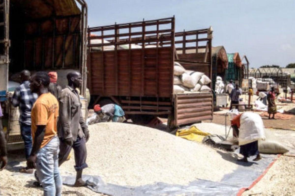 Ugandan grain dealers under their umbrella body, the Nation Millers Association have stopped food export to South Sudan over the trade crisis at the Nimule border, where more than 70 maize-laden trucks have been stranded for nearly two month after the Ugandan northern neighbour raised quality concerns. 