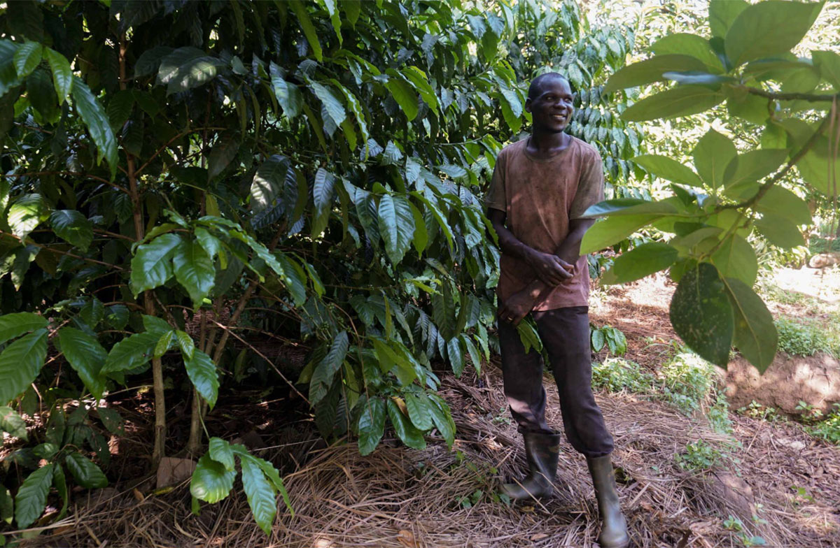 Alfred Ojok stands next to a coffee plant on his farm in Amola village, Nwoya district, Uganda, on May 13, 2023. (IMAGE:PATRICIA LINDRIO, GPJ UGANDA )