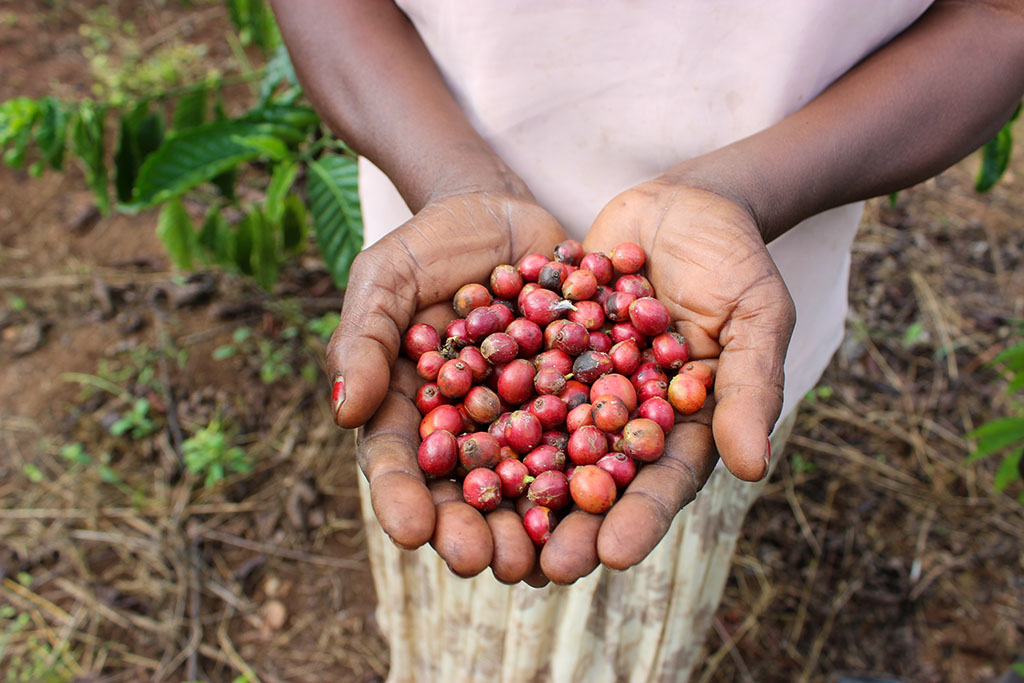 Nakajubi Susan showing coffee berries she picked from her farm in Maya village, Wakiso district, Uganda, on June 10, 2023.