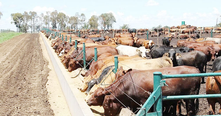 Uganda's beef production, which comes mainly from indigenous breeds farmed along the country's 'Cattle Corridor', increased by a huge percentage in the last decade.