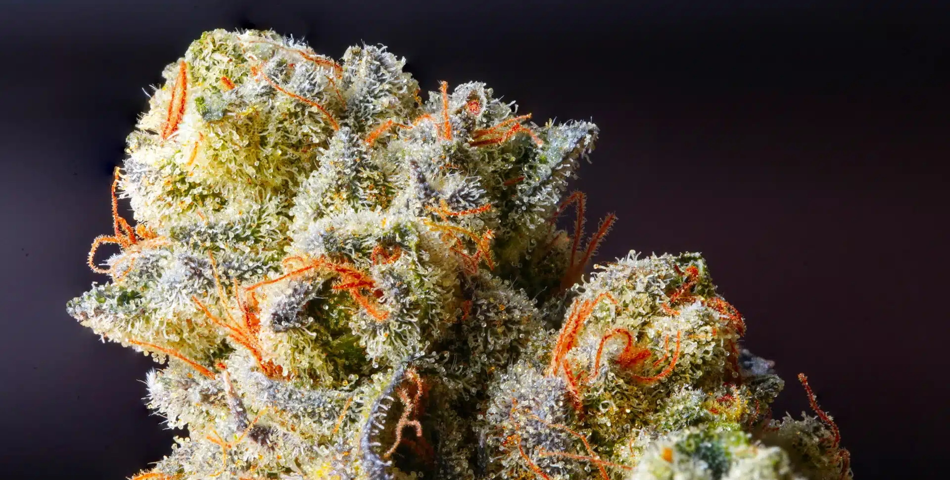 How does THCA flower work in your body? - PML Daily