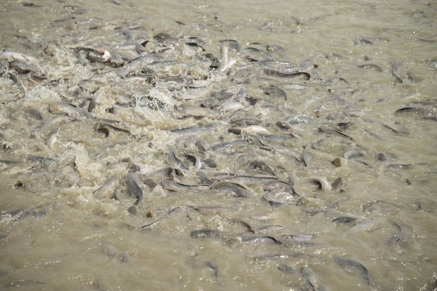 Masheda Mixed Farm's ponds teeming with freshly harvested fish, ready for processing and export