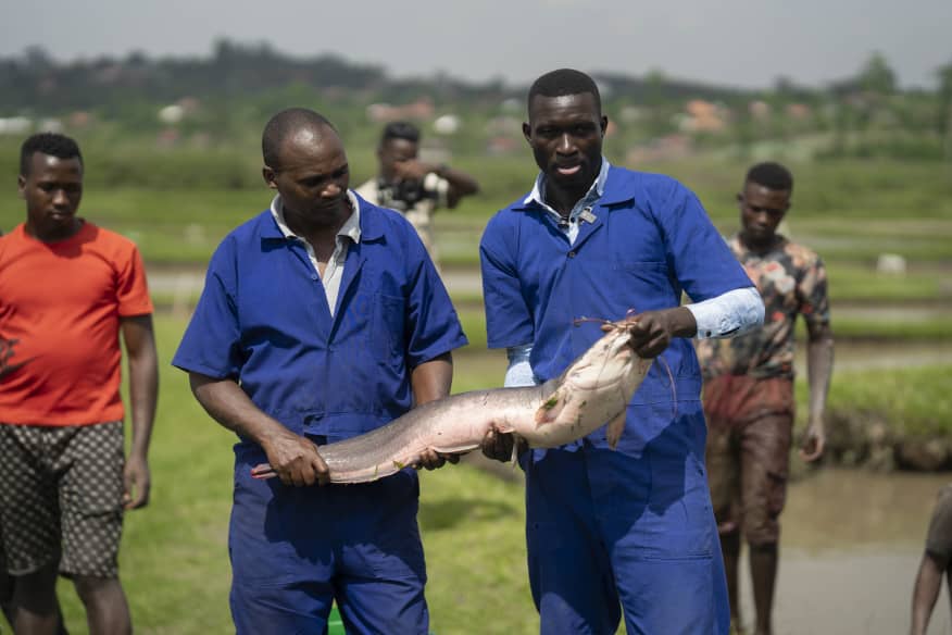 Young fish farmers at M Uganda's Masheded Mixed Farm proudly display their freshly harvested catch, a testament to the transformative power of a pioneering programme that's given hundreds of former street youths a chance to rebuild their lives